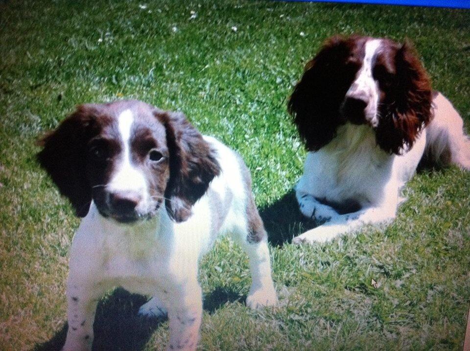 Engelsk springer spaniel Sille billede 5