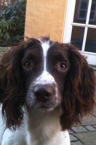 Engelsk springer spaniel Sille billede 6