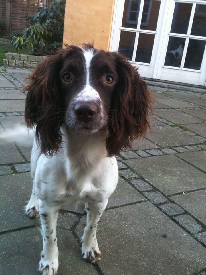 Engelsk springer spaniel Sille billede 7