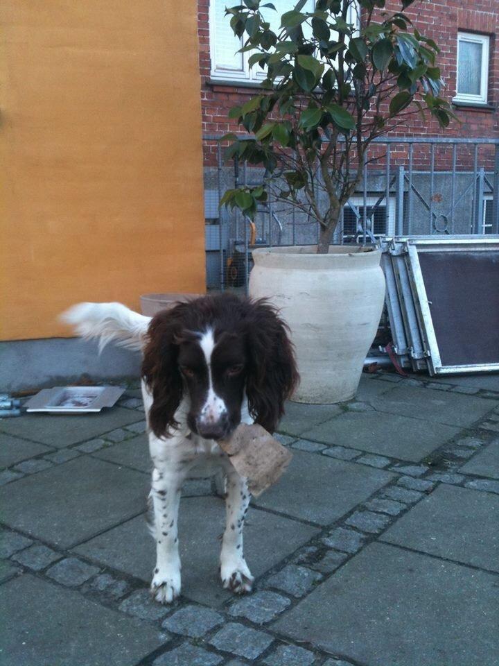 Engelsk springer spaniel Sille billede 8