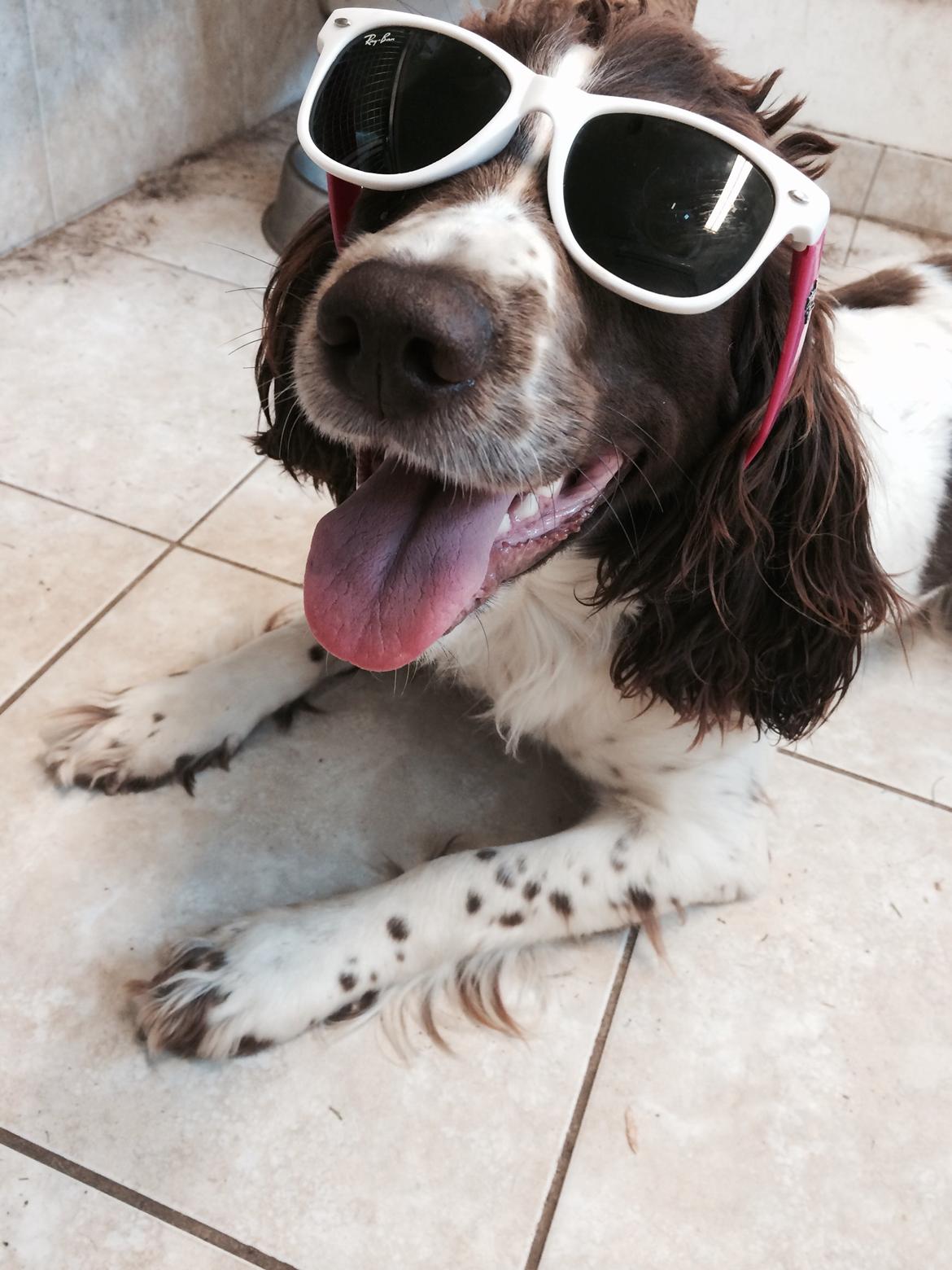 Engelsk springer spaniel Sille billede 9