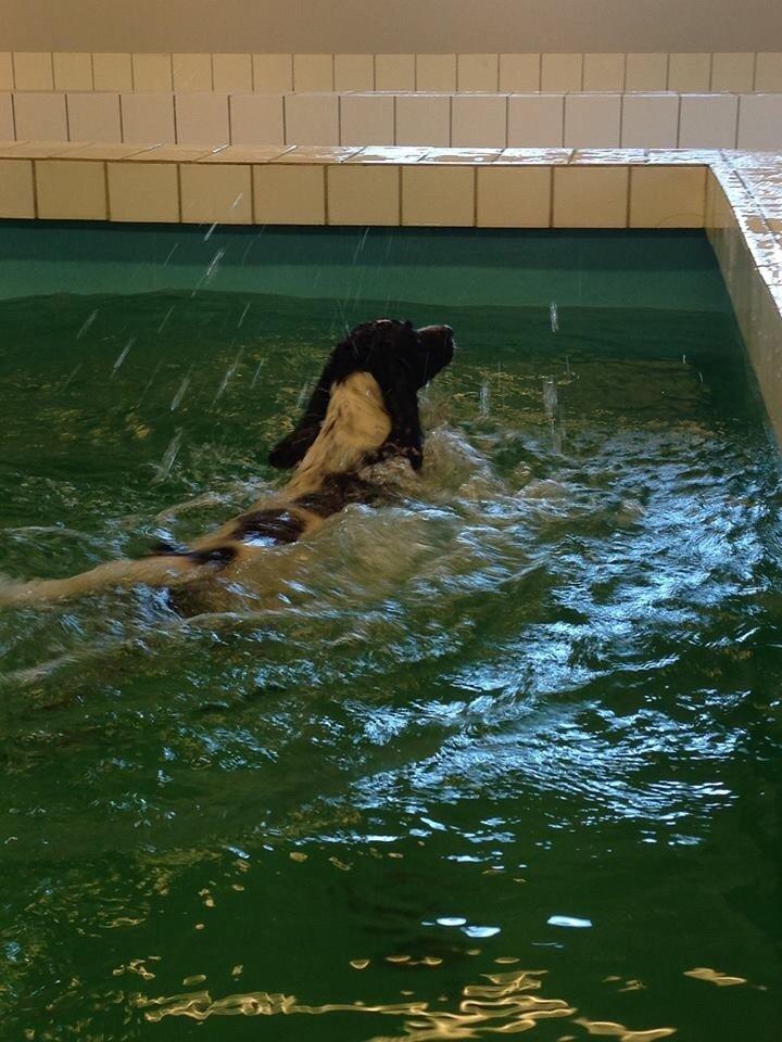 Engelsk springer spaniel Sille billede 11