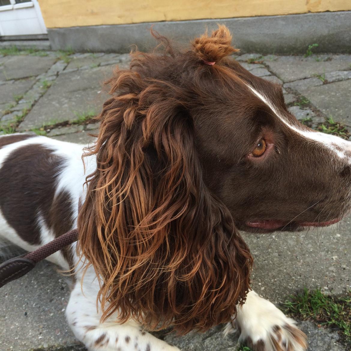 Engelsk springer spaniel Sille billede 12