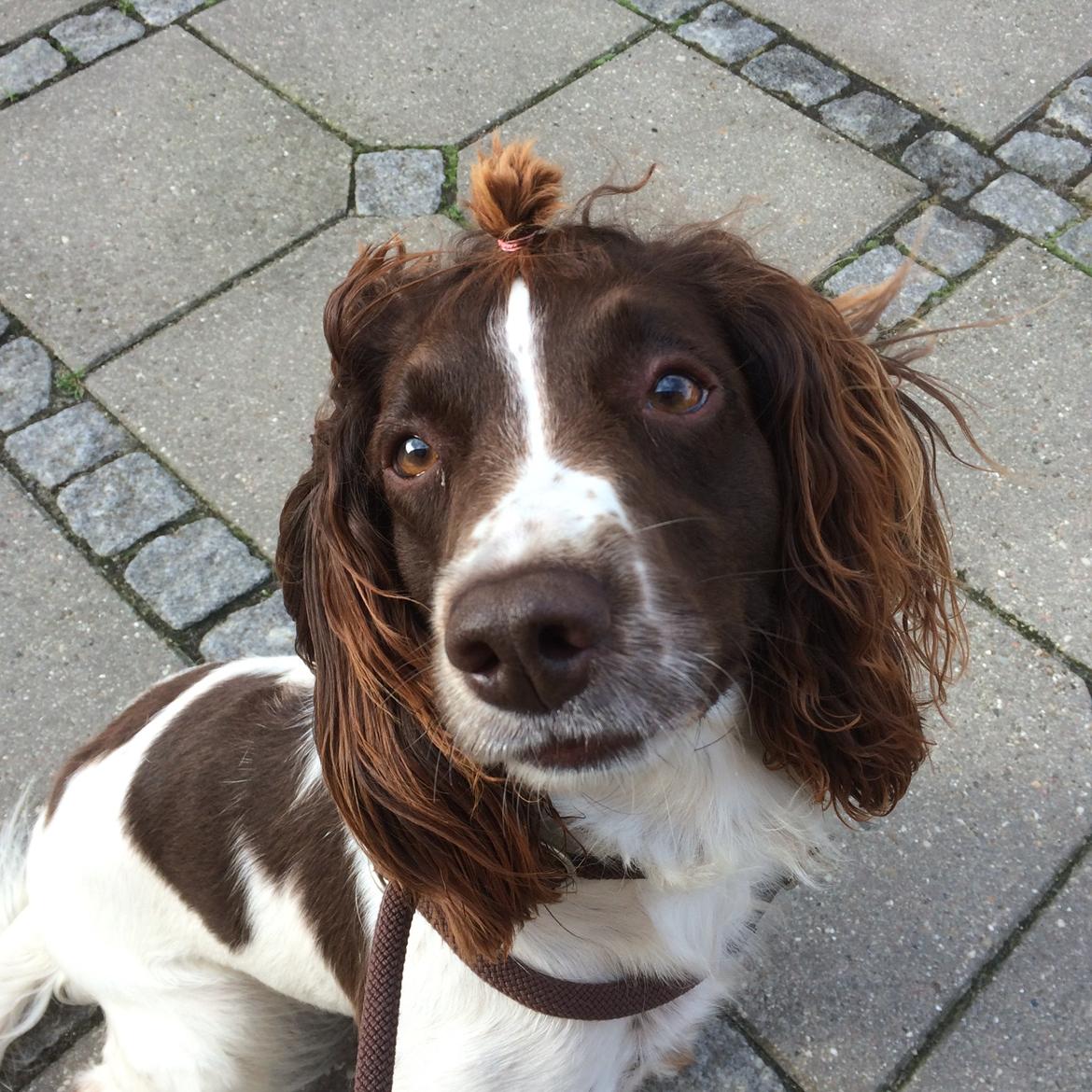 Engelsk springer spaniel Sille billede 13