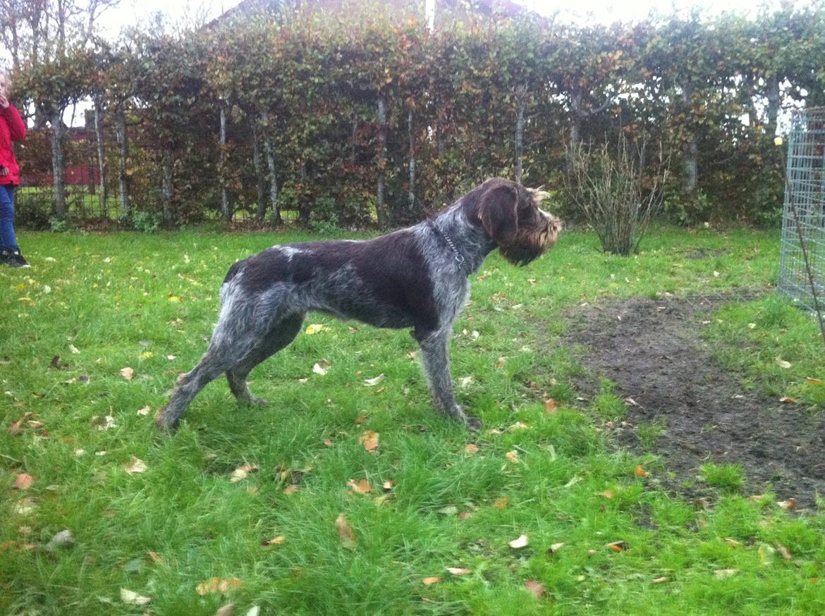 Ruhåret hønsehund Troja billede 1