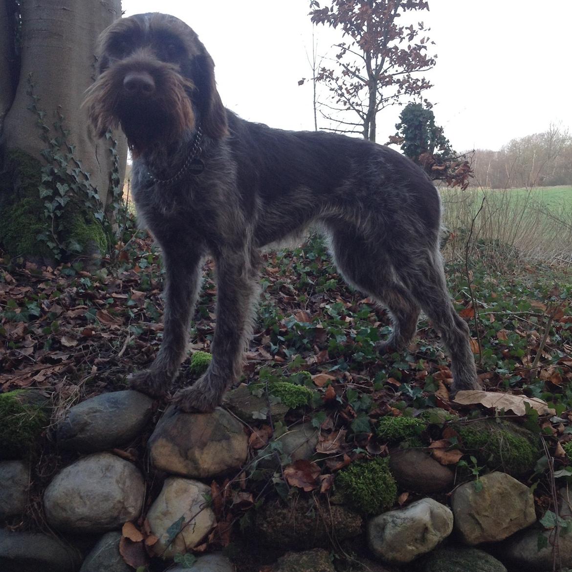 Ruhåret hønsehund Troja billede 2