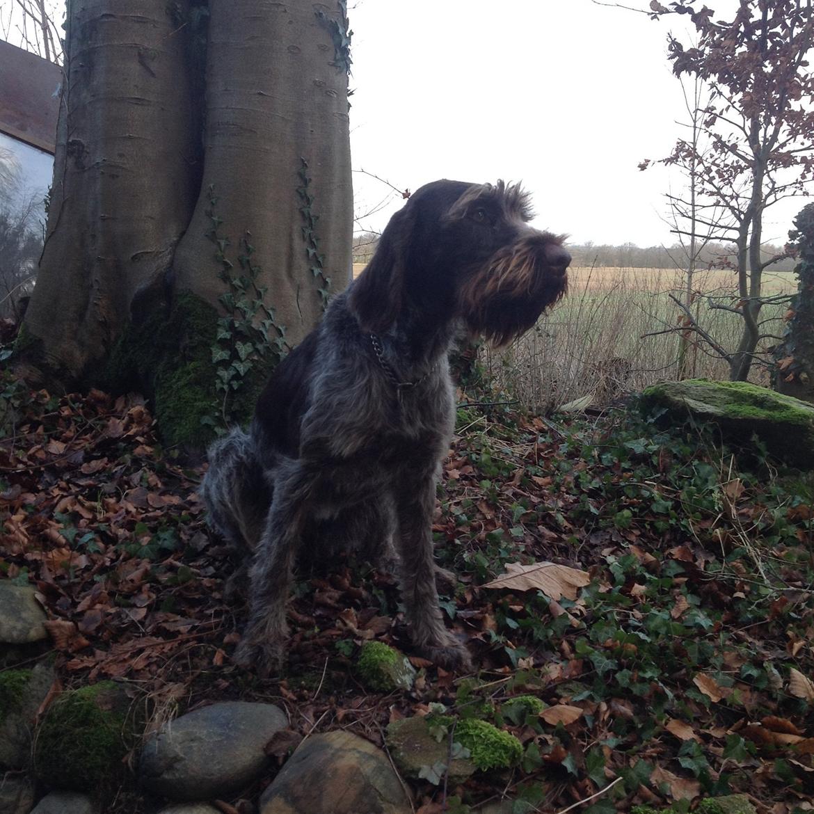 Ruhåret hønsehund Troja billede 3