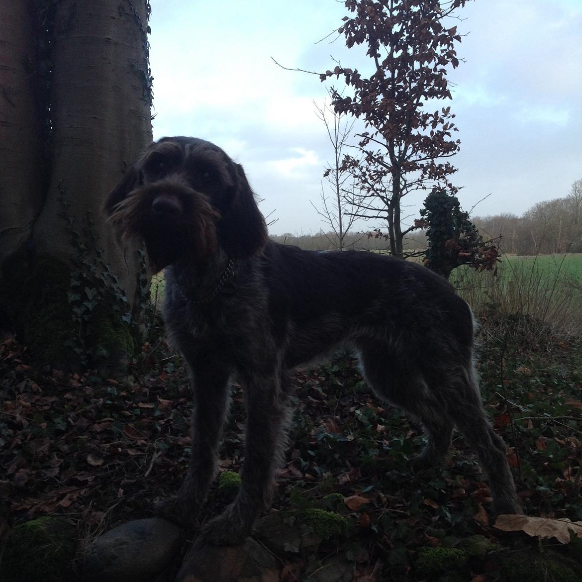 Ruhåret hønsehund Troja billede 4