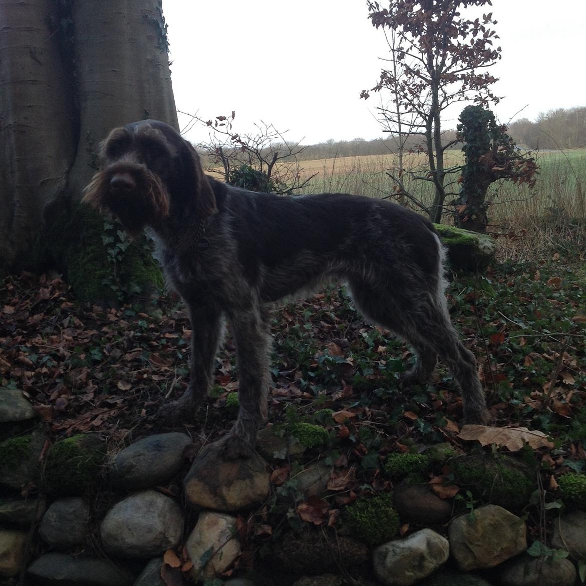 Ruhåret hønsehund Troja billede 5