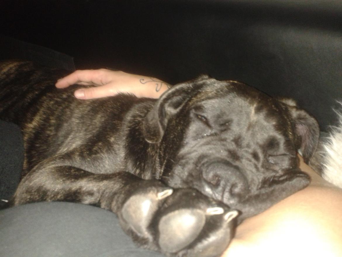 Cane corso Roxy (Venetia De Nobil rose) billede 2