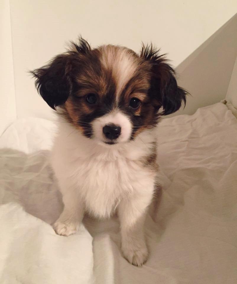 Phalene Choko billede 15