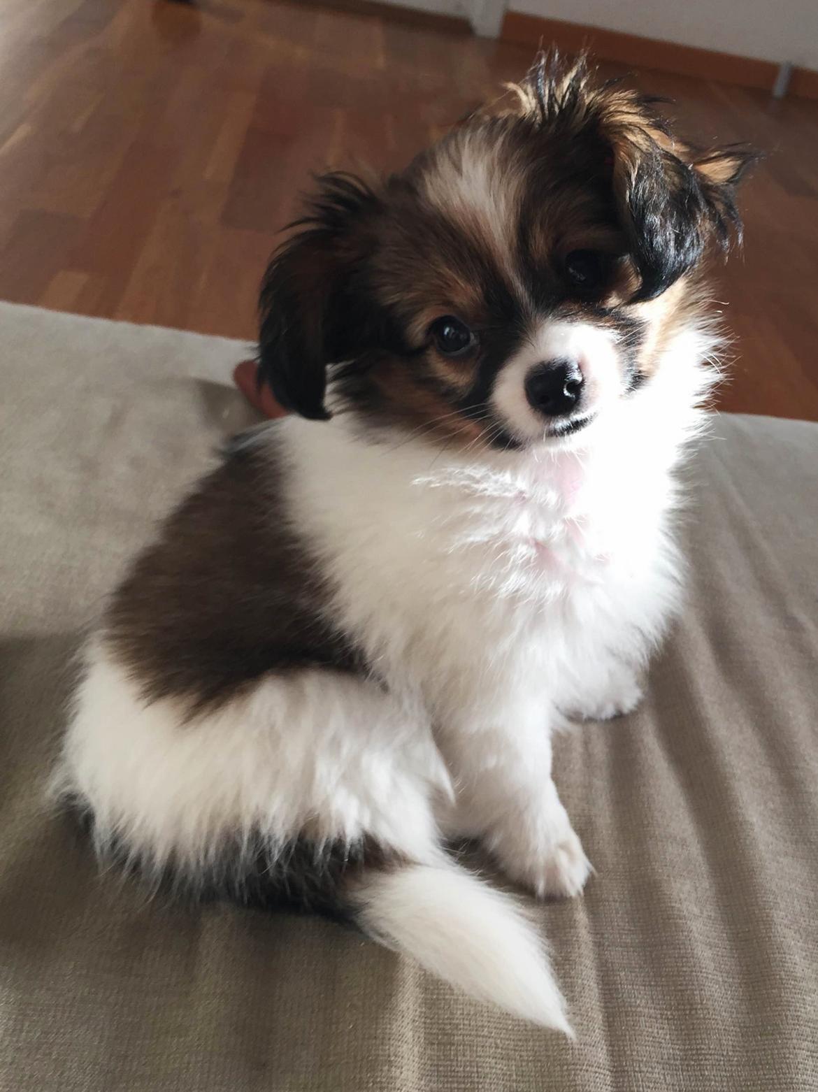 Phalene Choko billede 19