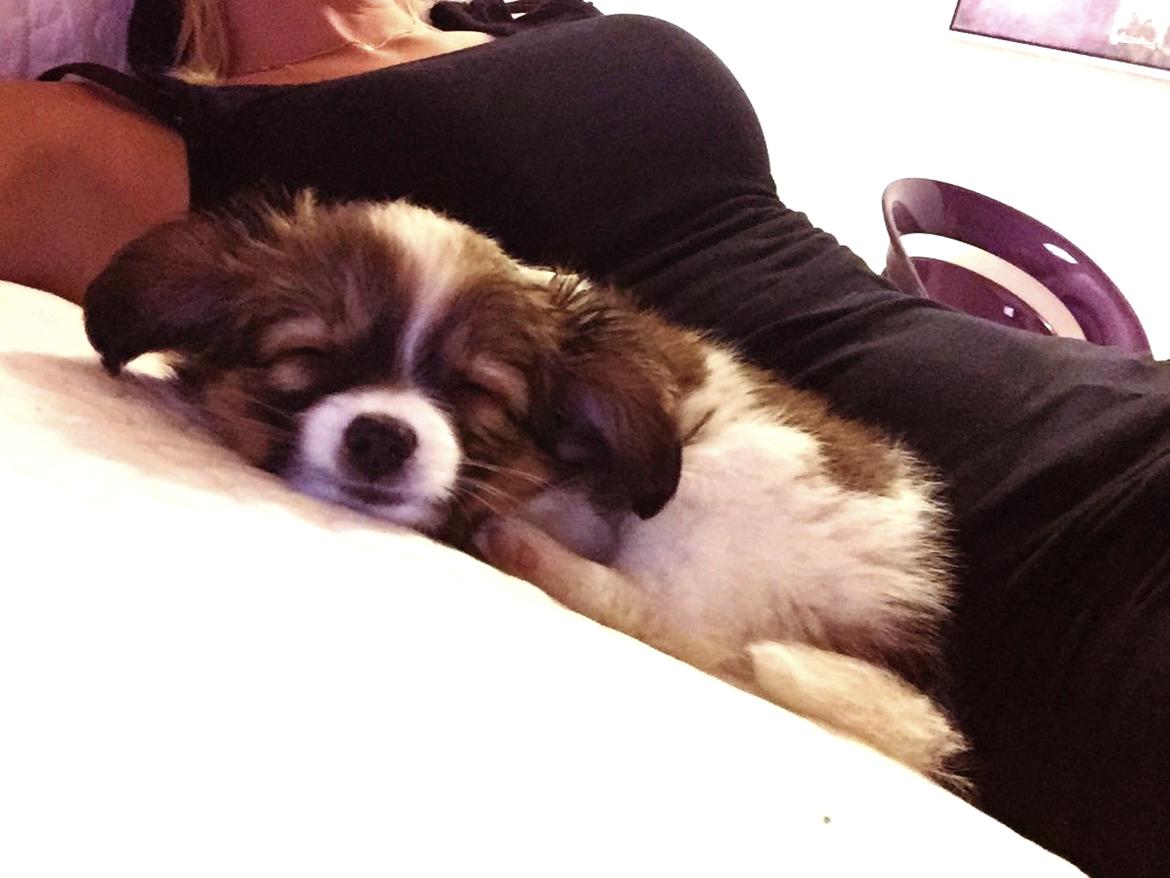 Phalene Choko billede 22