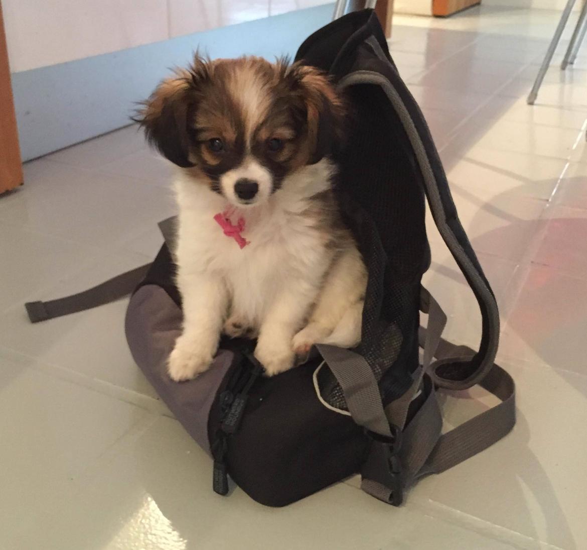 Phalene Choko billede 20