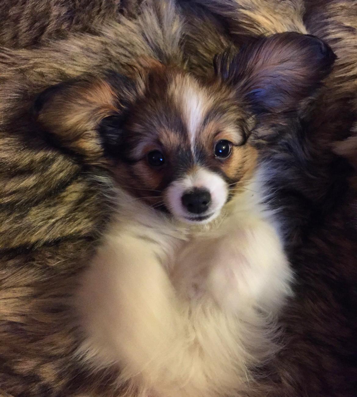 Phalene Choko billede 17