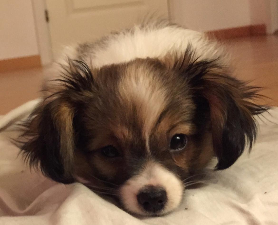 Phalene Choko billede 23