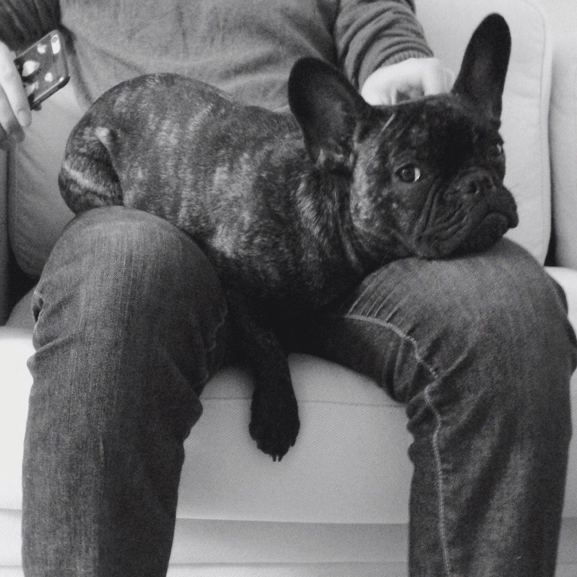 Fransk bulldog Venges Marseille "Bodil" - Jeg er altså SLET ikke for stor til at putte på skødet! :-) billede 1