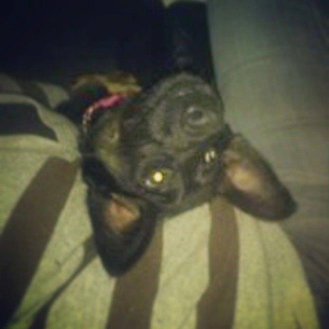 Schæferhund Zoey billede 10