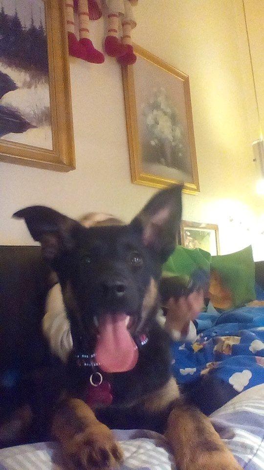 Schæferhund Zoey billede 11