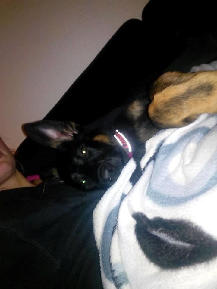 Schæferhund Zoey billede 12