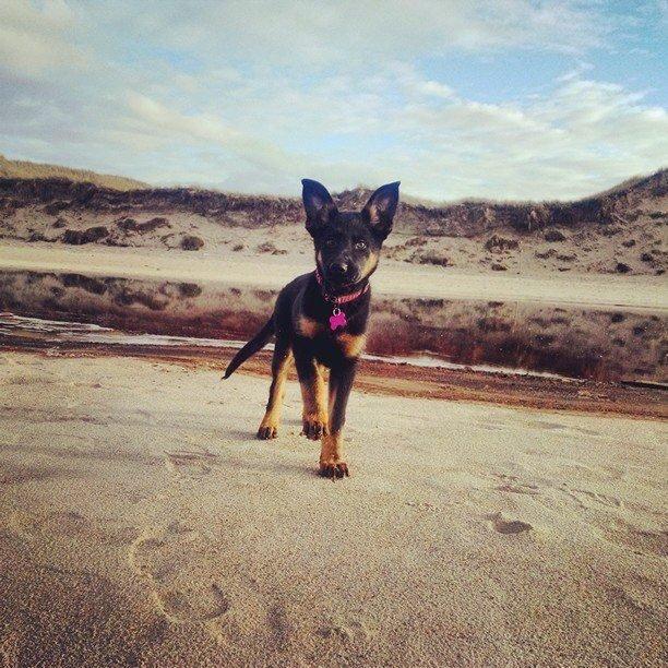 Schæferhund Zoey billede 1