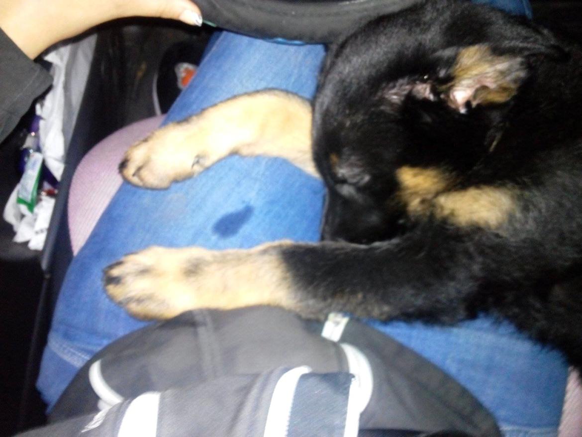 Schæferhund Zoey billede 14