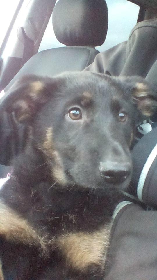 Schæferhund Zoey billede 16