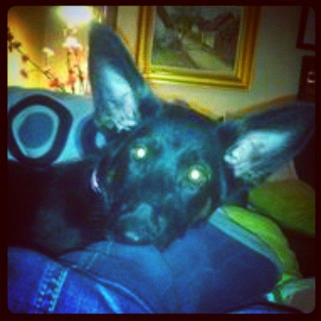 Schæferhund Zoey billede 9