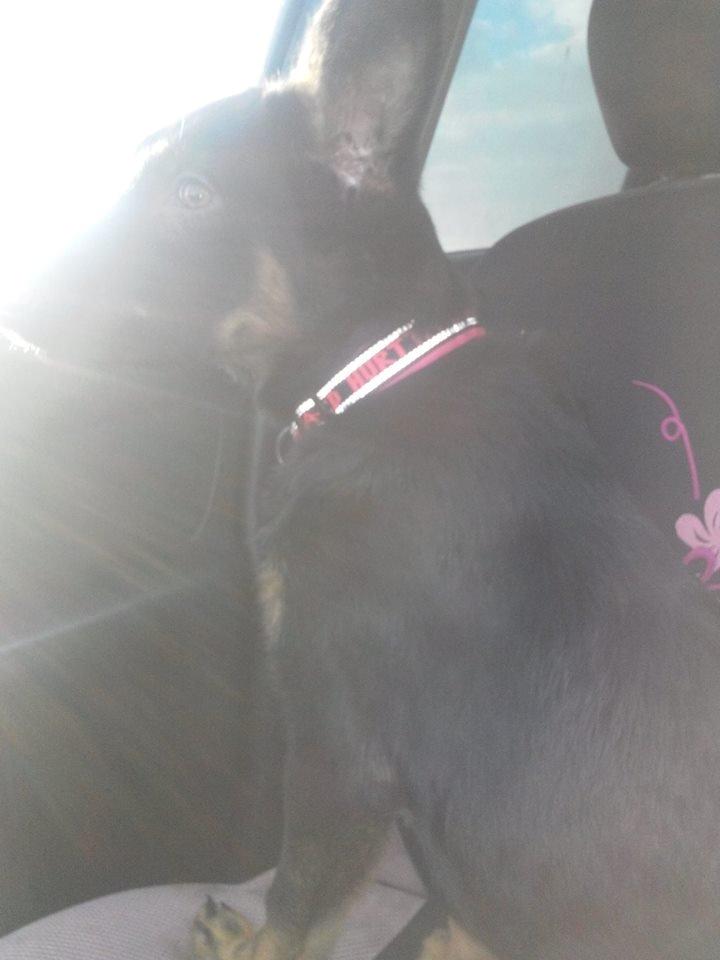 Schæferhund Zoey billede 17