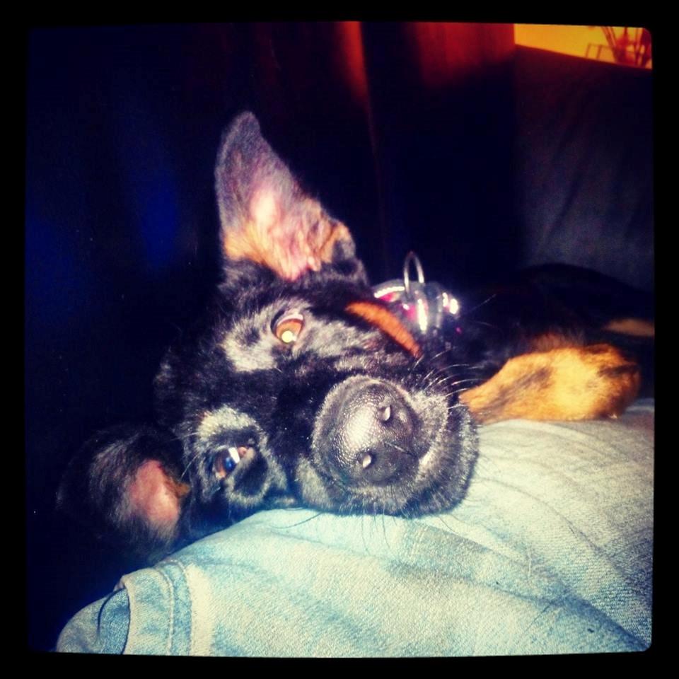 Schæferhund Zoey billede 8