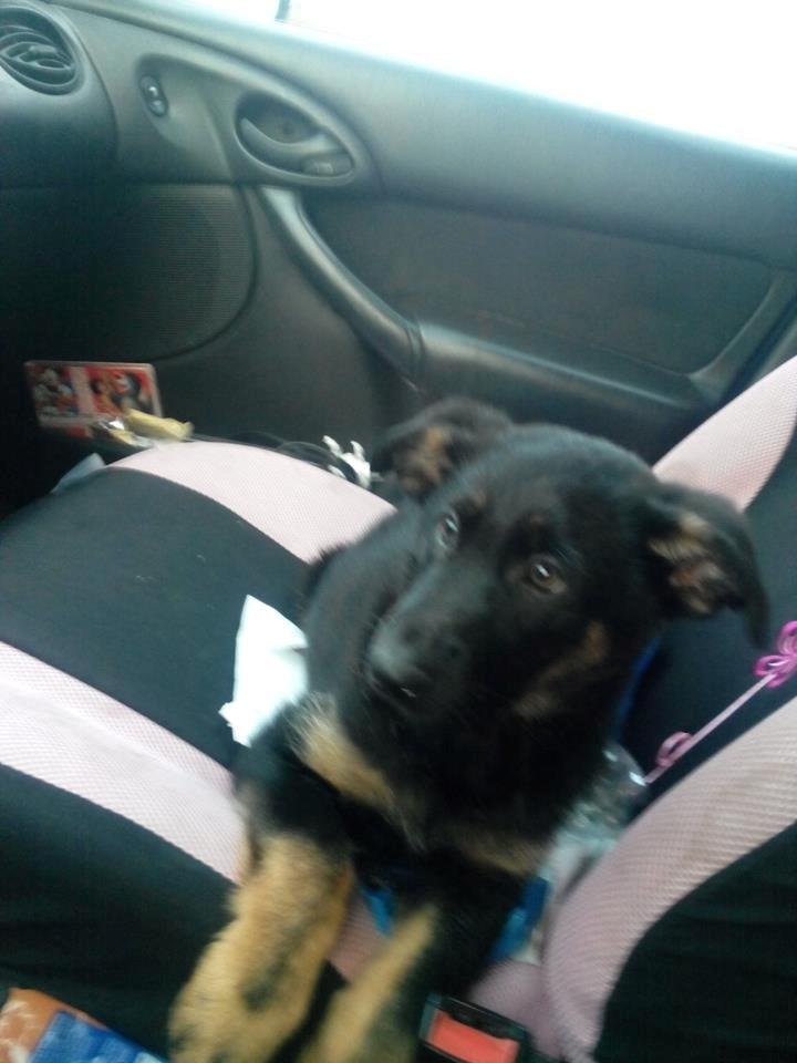 Schæferhund Zoey billede 15