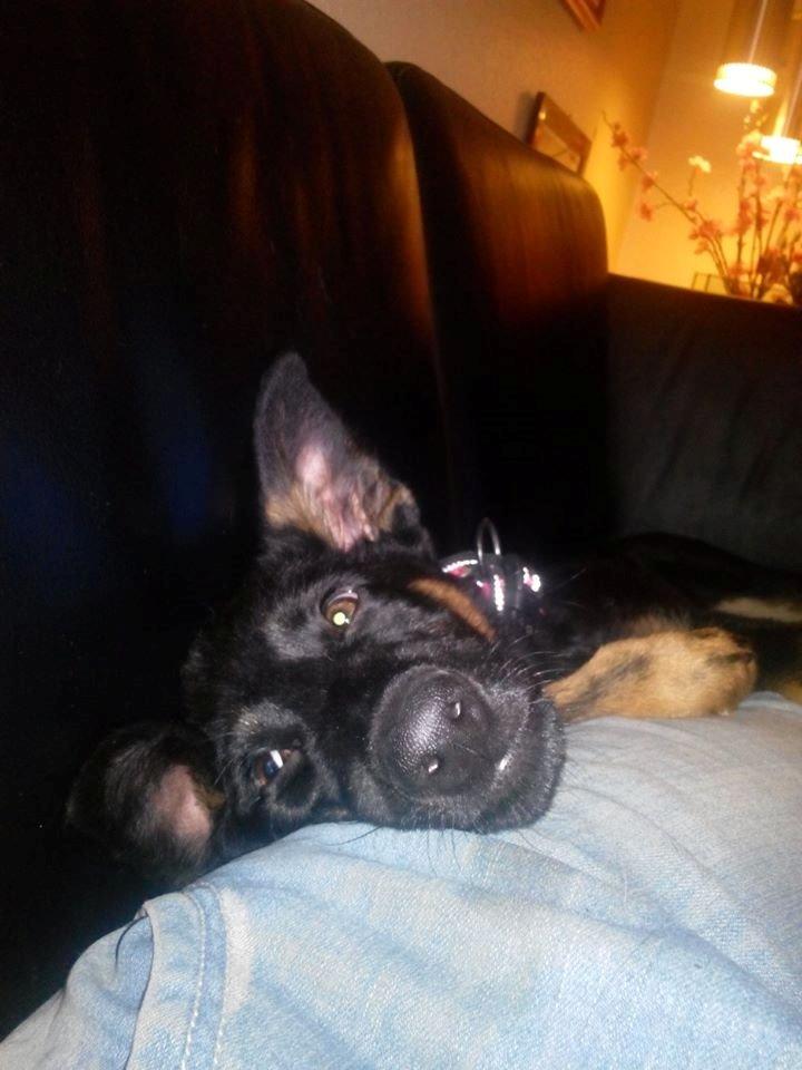 Schæferhund Zoey billede 18