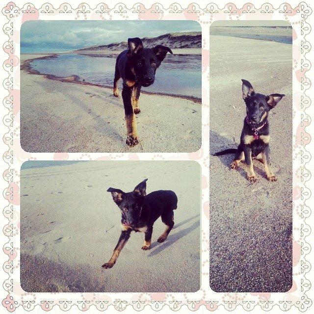 Schæferhund Zoey billede 3