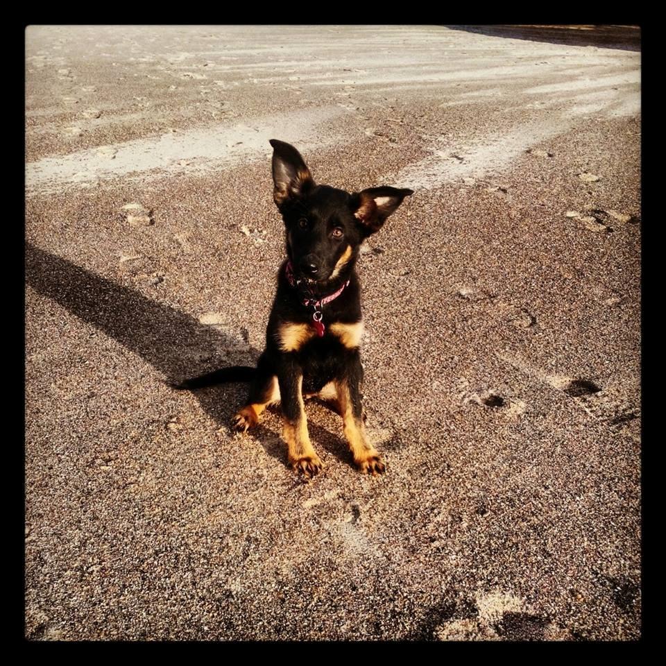 Schæferhund Zoey billede 7