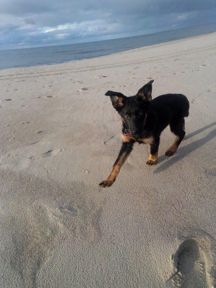 Schæferhund Zoey billede 6