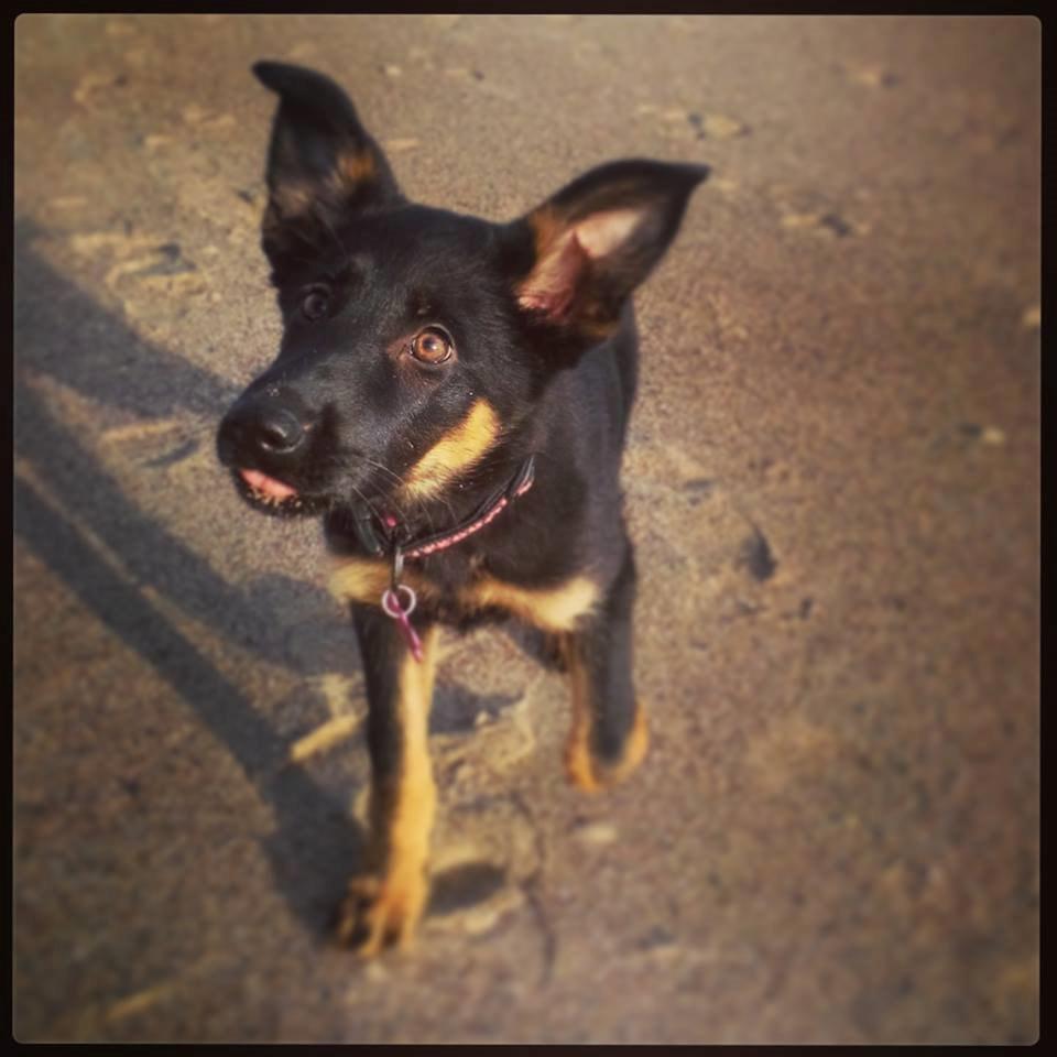 Schæferhund Zoey billede 4