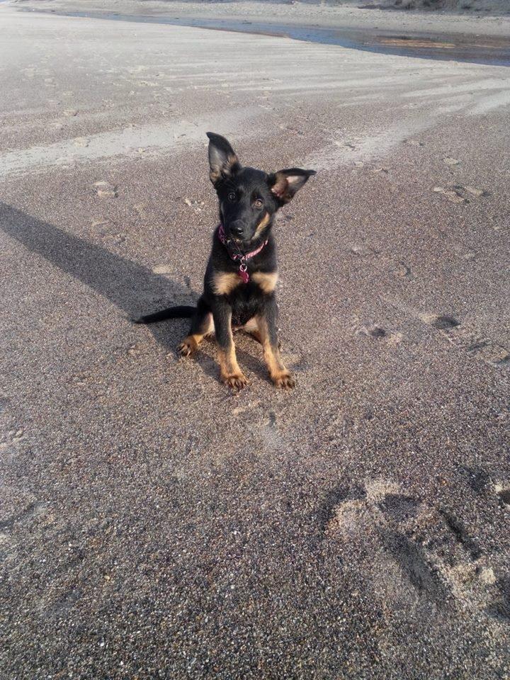 Schæferhund Zoey billede 5