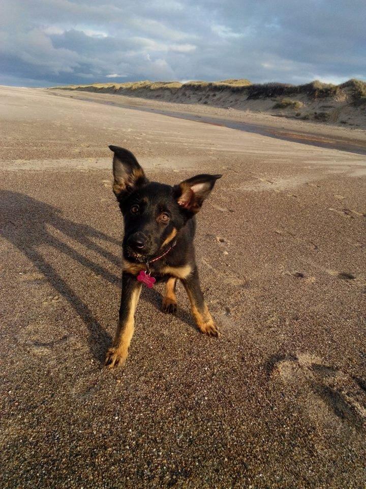 Schæferhund Zoey billede 19