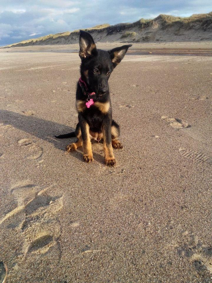 Schæferhund Zoey billede 20