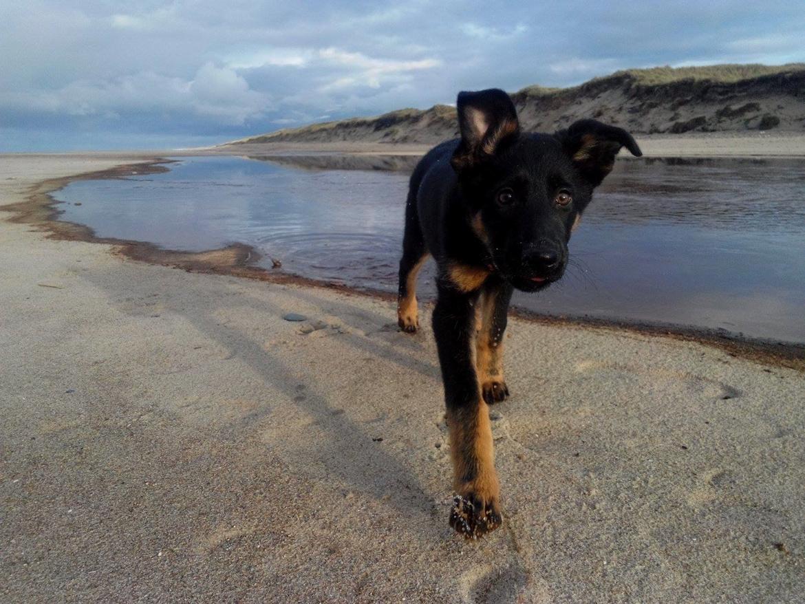Schæferhund Zoey billede 22
