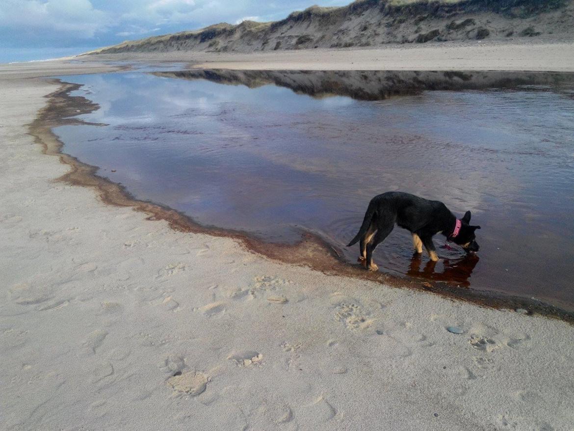 Schæferhund Zoey billede 23