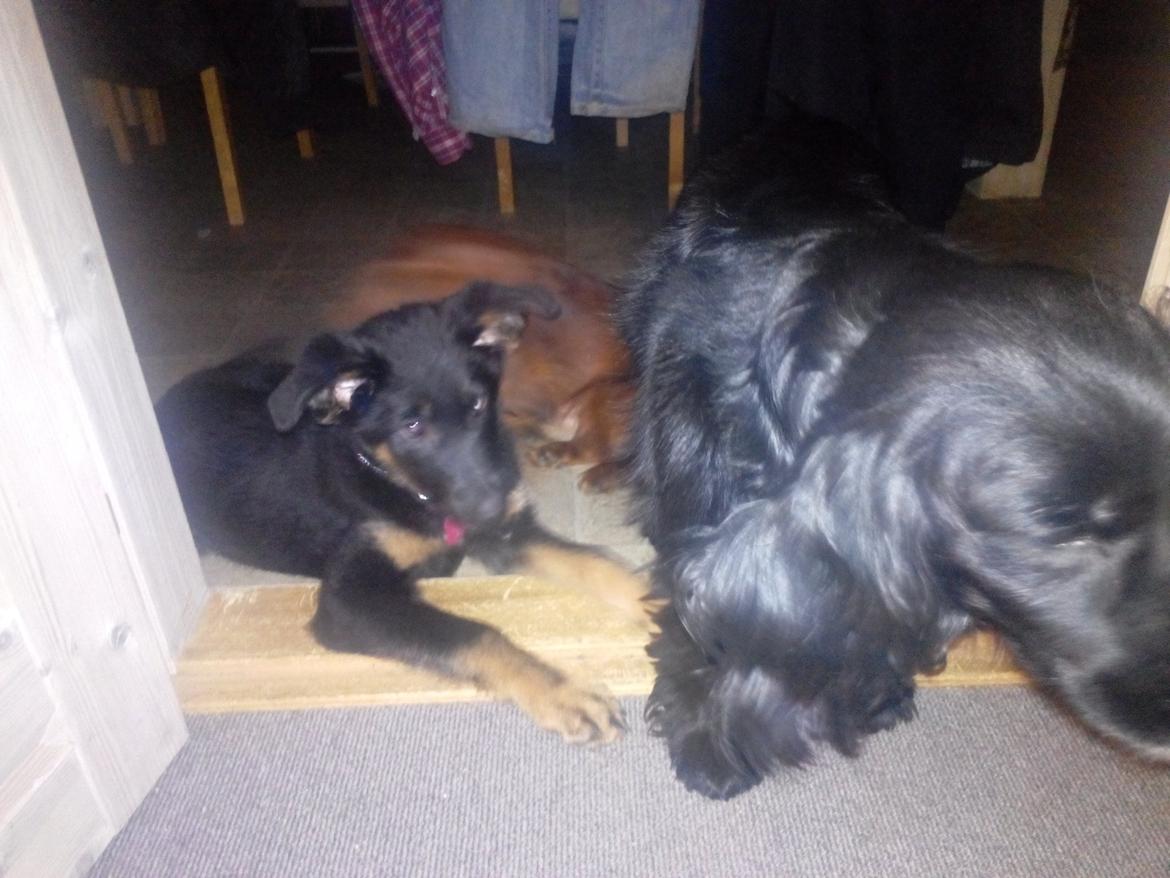 Schæferhund Zoey billede 24