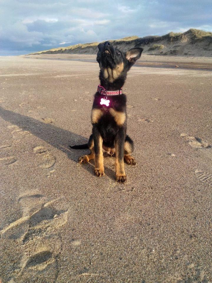 Schæferhund Zoey billede 21