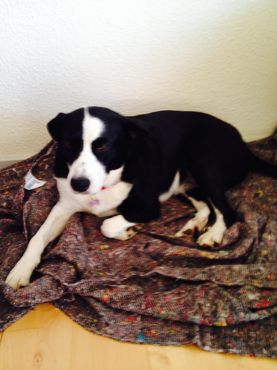 Blanding af racer Aya billede 2