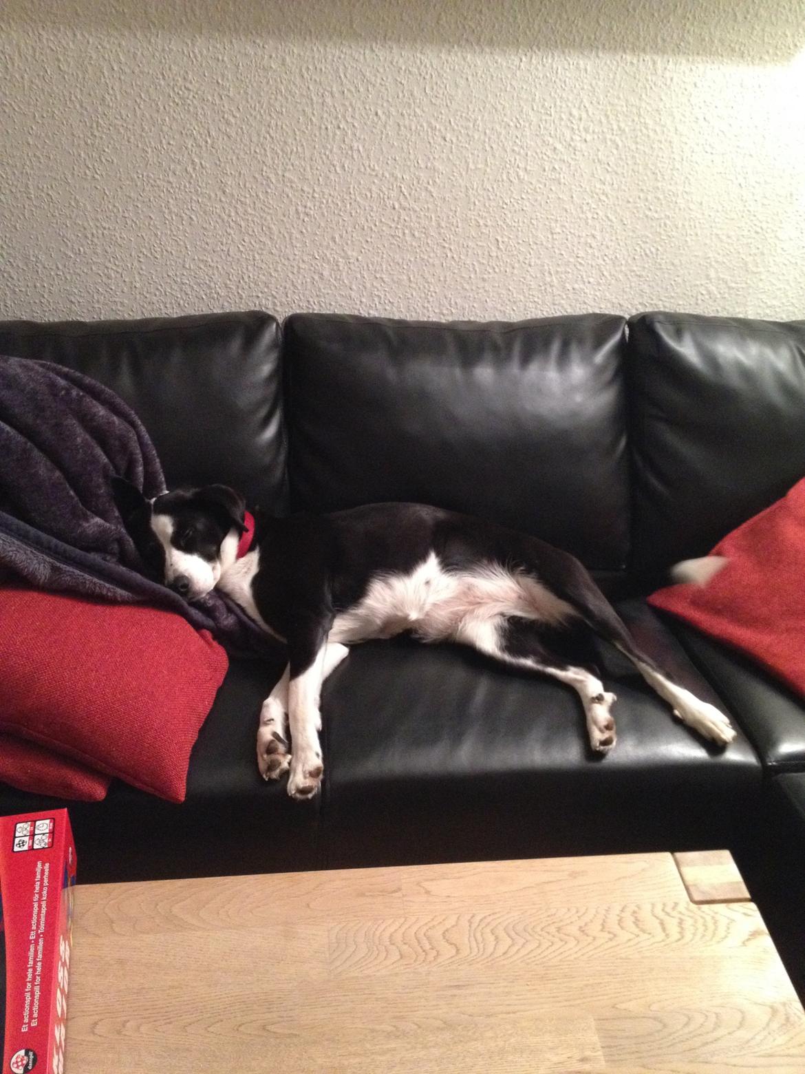 Blanding af racer Aya billede 1