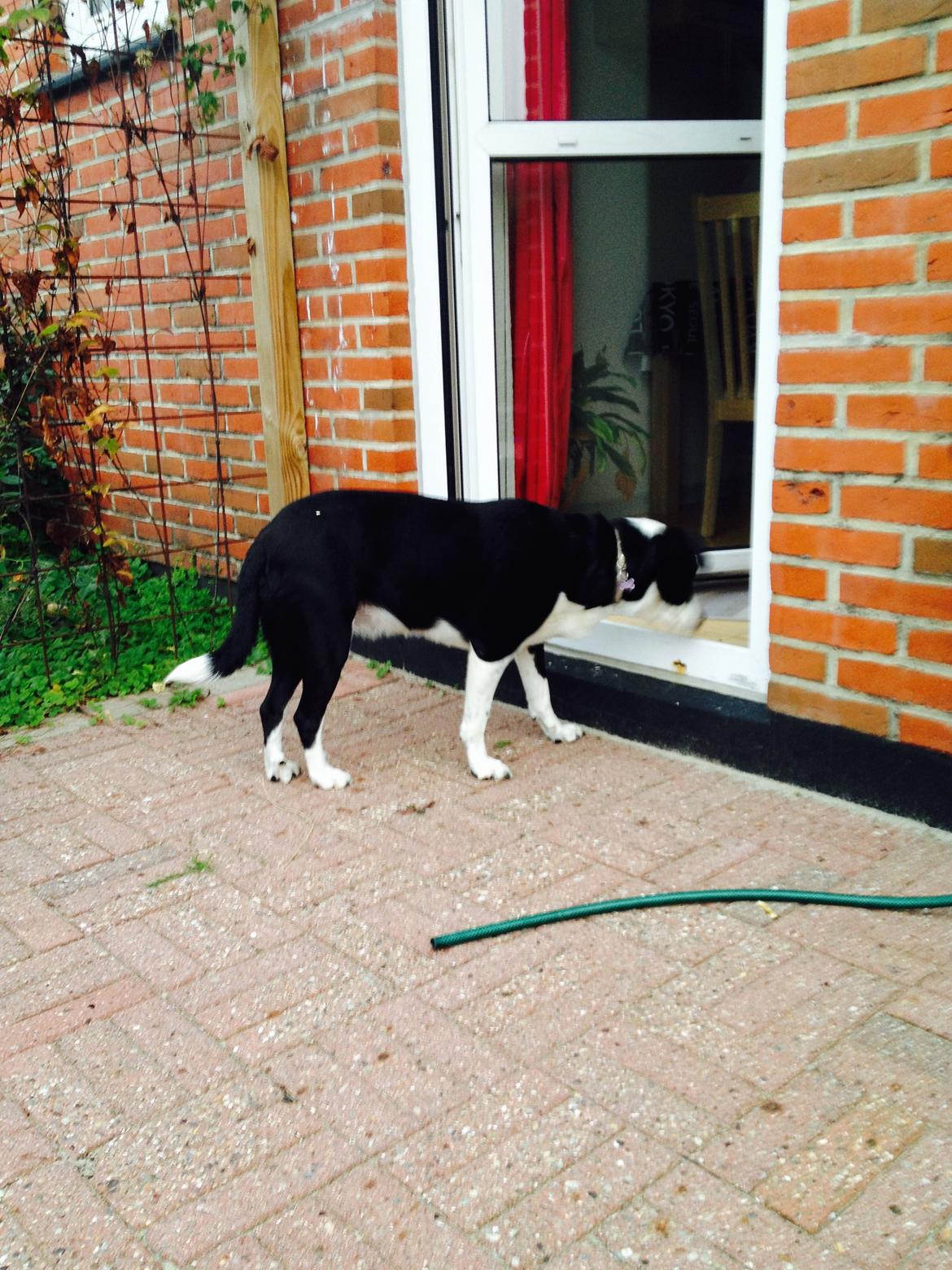 Blanding af racer Aya billede 3