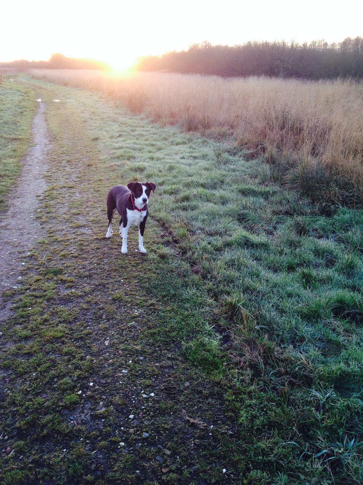 Blanding af racer Aya billede 4