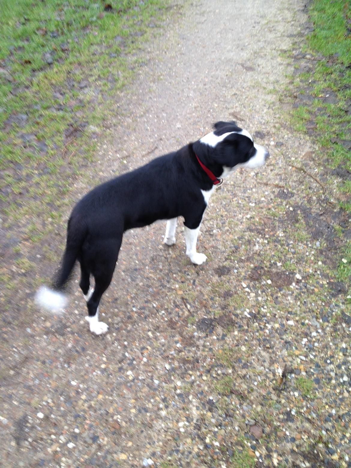 Blanding af racer Aya billede 5