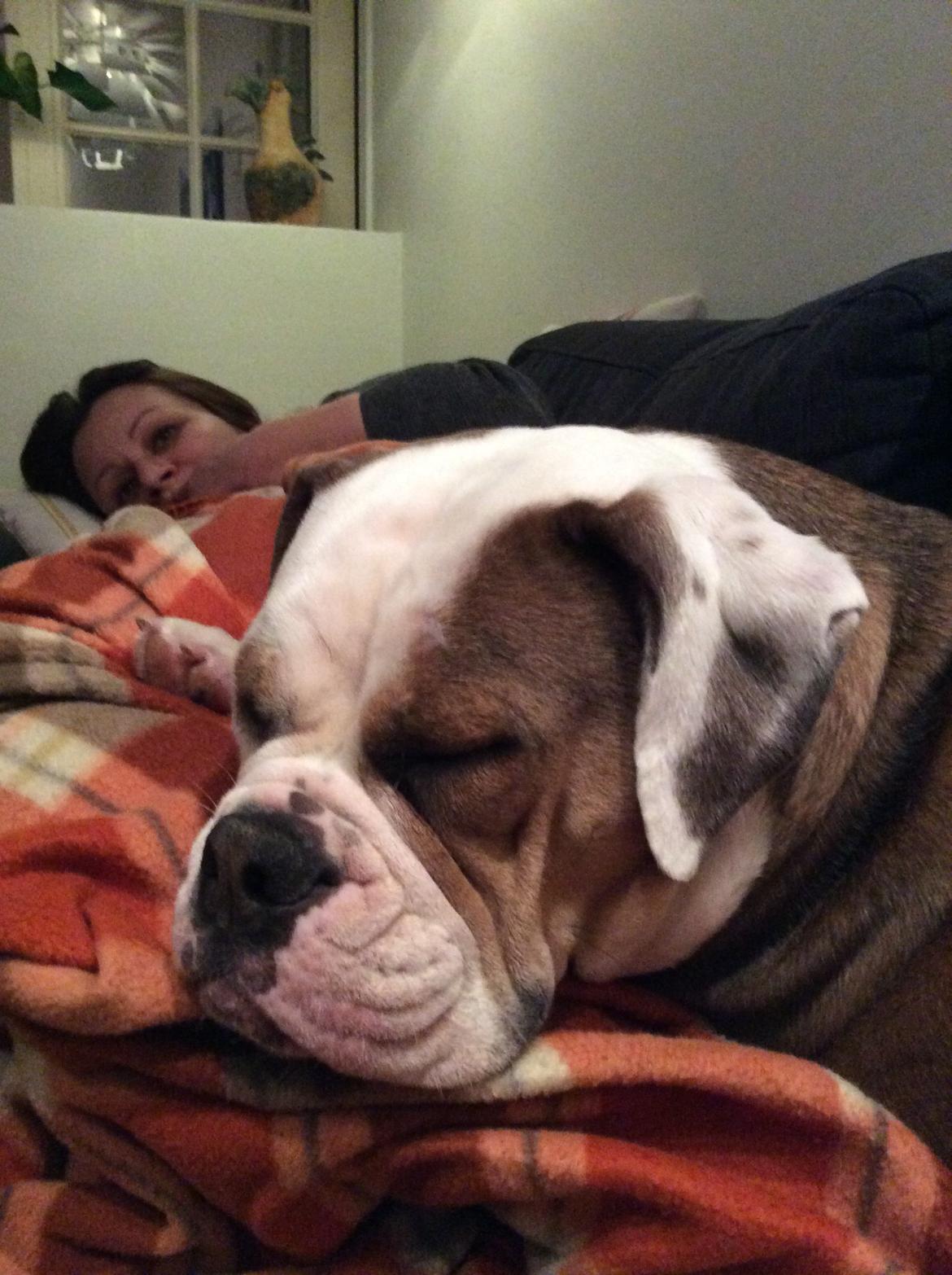 Olde english bulldogge Fiona, født: Alcapones Bella billede 7