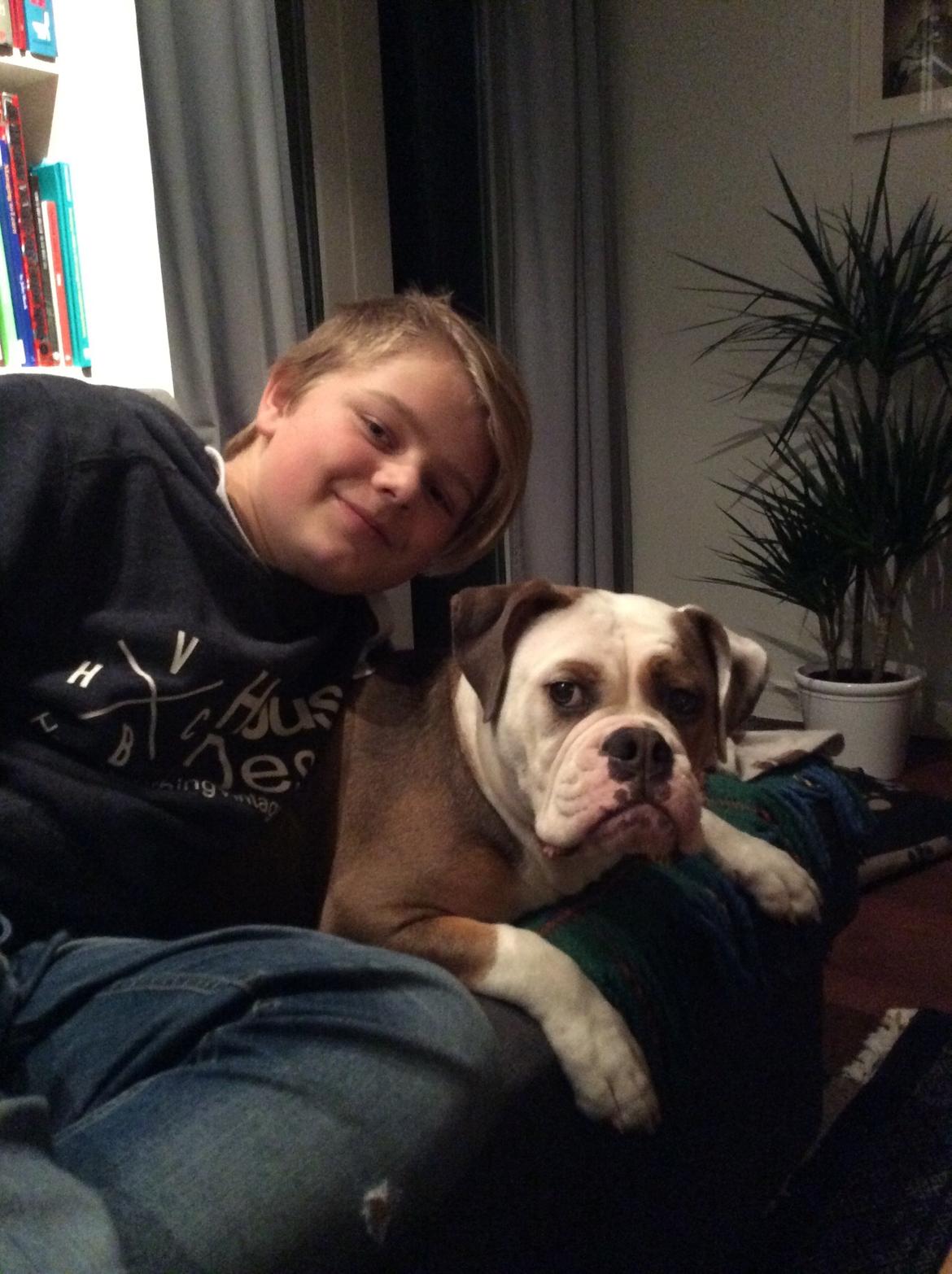 Olde english bulldogge Fiona, født: Alcapones Bella billede 8